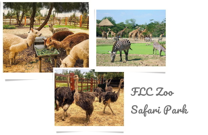 FLC Zoo Safari Park Quy Nhơn