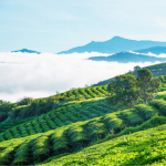 30 địa điểm du lịch Đà Lạt 2026 đi mãi không muốn về Địa điểm du lịch Đà Lạt