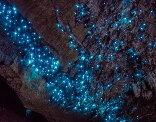 Waitomo Glowworm Caves Australia