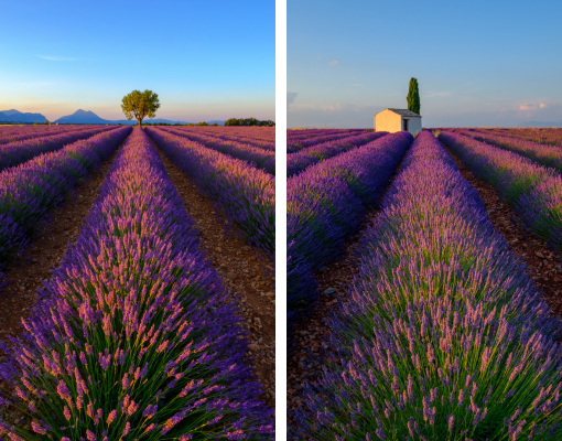 Cánh đồng hoa lavender Pháp, Dydaa