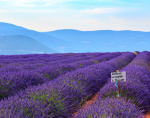Lạc trôi giữa 6 cánh đồng hoa lavender quyến rũ bất tận ở Pháp Cánh đồng hoa lavender Pháp, Dydaa