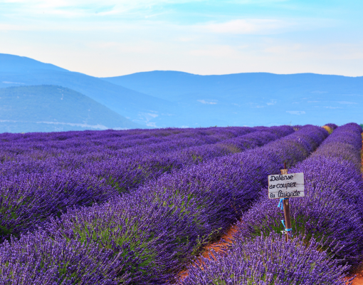 Cánh đồng hoa lavender Pháp, Dydaa